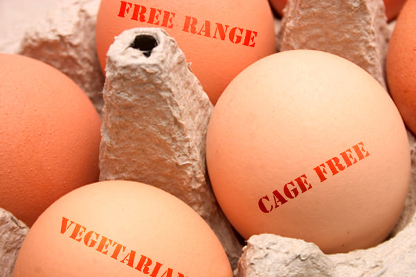 egg_labels